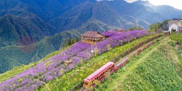 Đồi hoa tím sapa