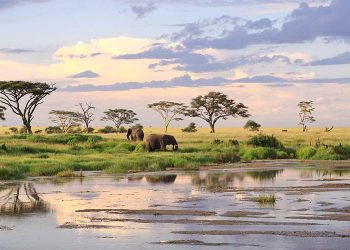 đồng cỏ Serengeti đi du lịch châu phi