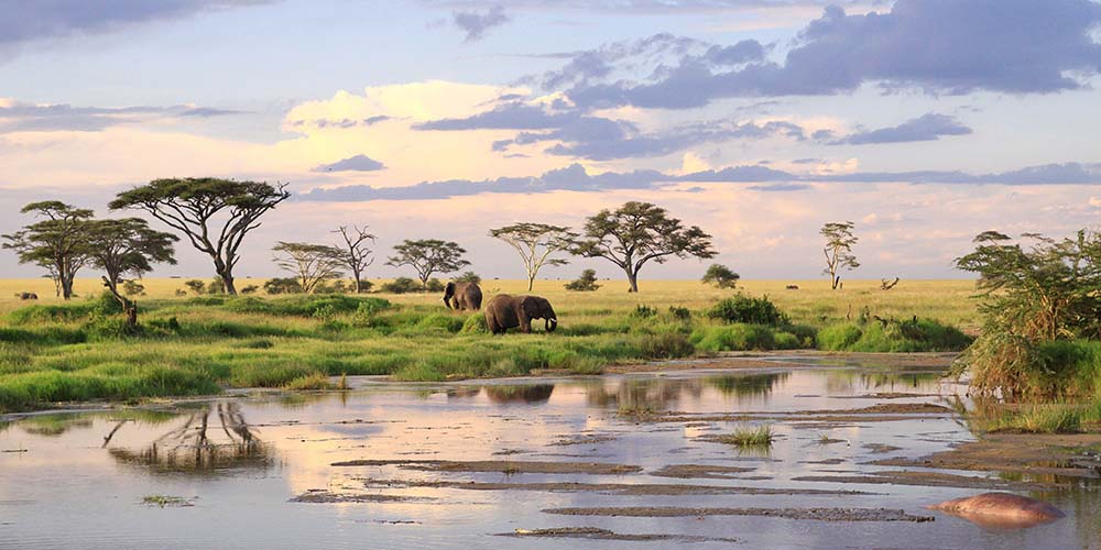 đồng cỏ Serengeti đi du lịch châu phi