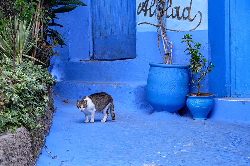 mèo ở thành phố xanh Chefchaouen