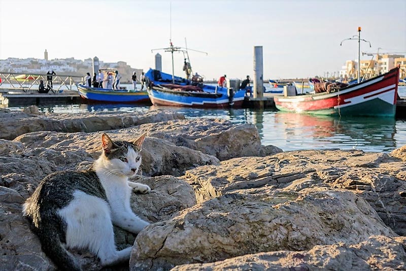mèo ở Rabat