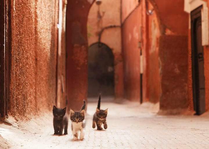 mèo ở Marrakech
