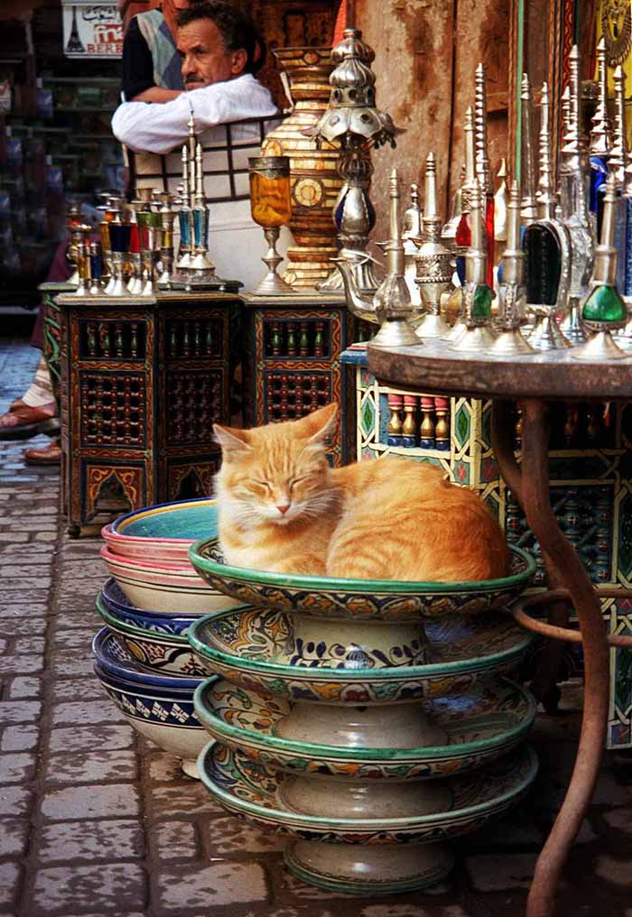 mèo maroc