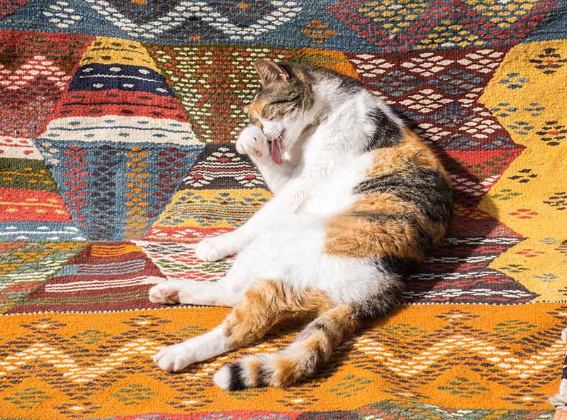 vương quốc mèo Maroc