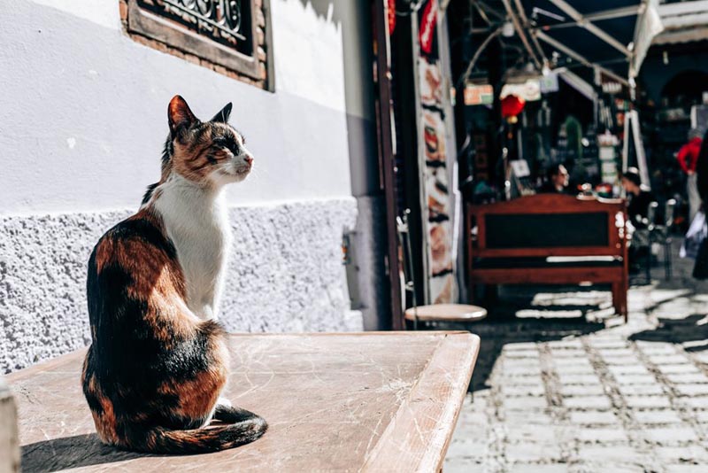 vương quốc mèo Maroc