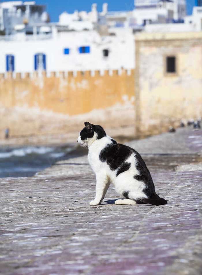 pháo đài cảng Essaouira
