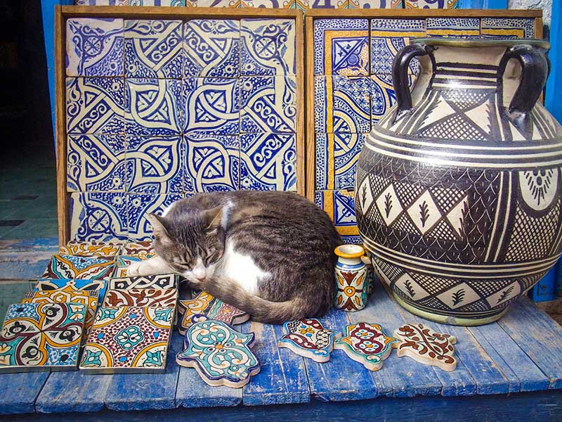 mèo trên đường phố Maroc