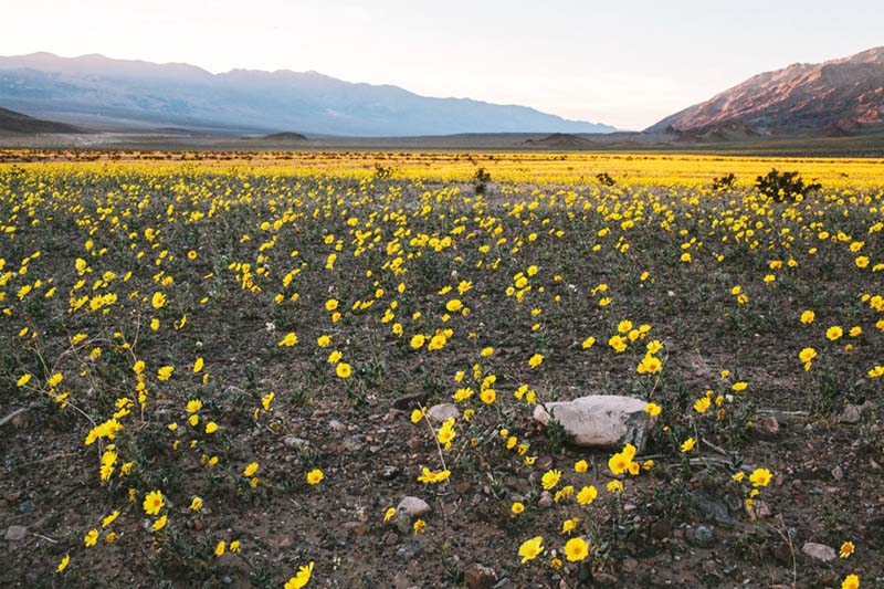 hoa ở Thung lũng Chết