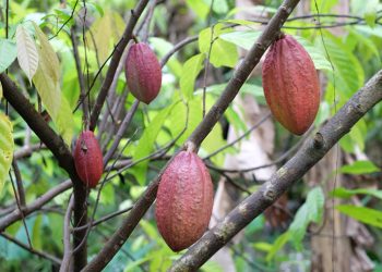 Một góc vườn ca cao Mười Cương.