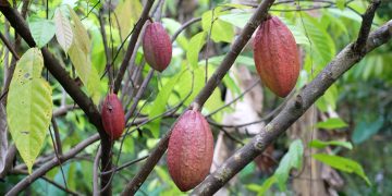 Một góc vườn ca cao Mười Cương.