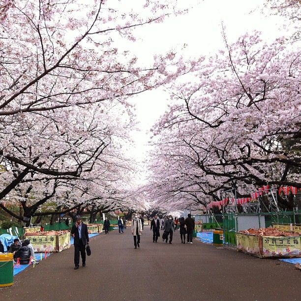 Du lịch Nhật bản mùa hoa anh đào