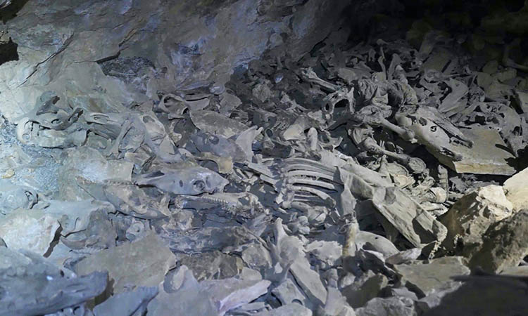 Xương người và động vật được khai quật từ hang động Dingqiong