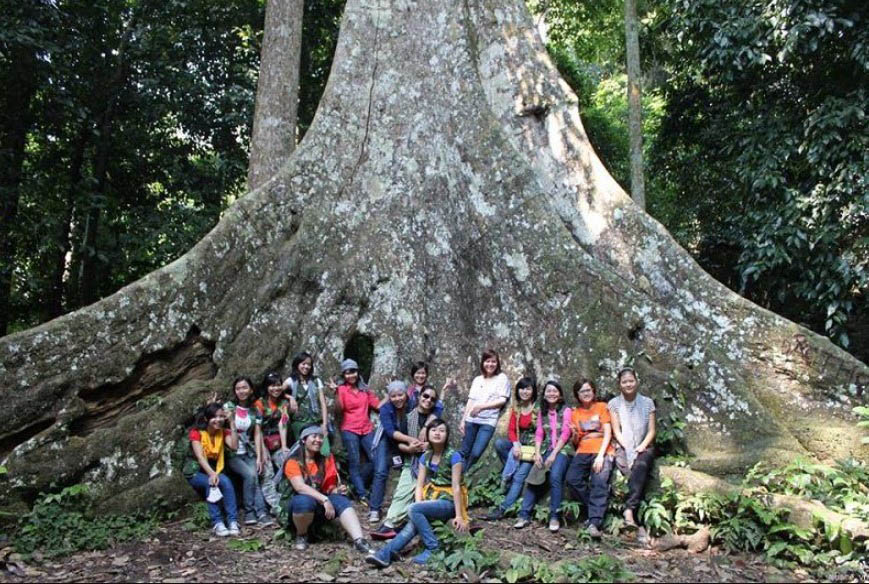 Cây Chò ngàn năm cao 45m trong Vườn Quốc Gia Cúc Phương