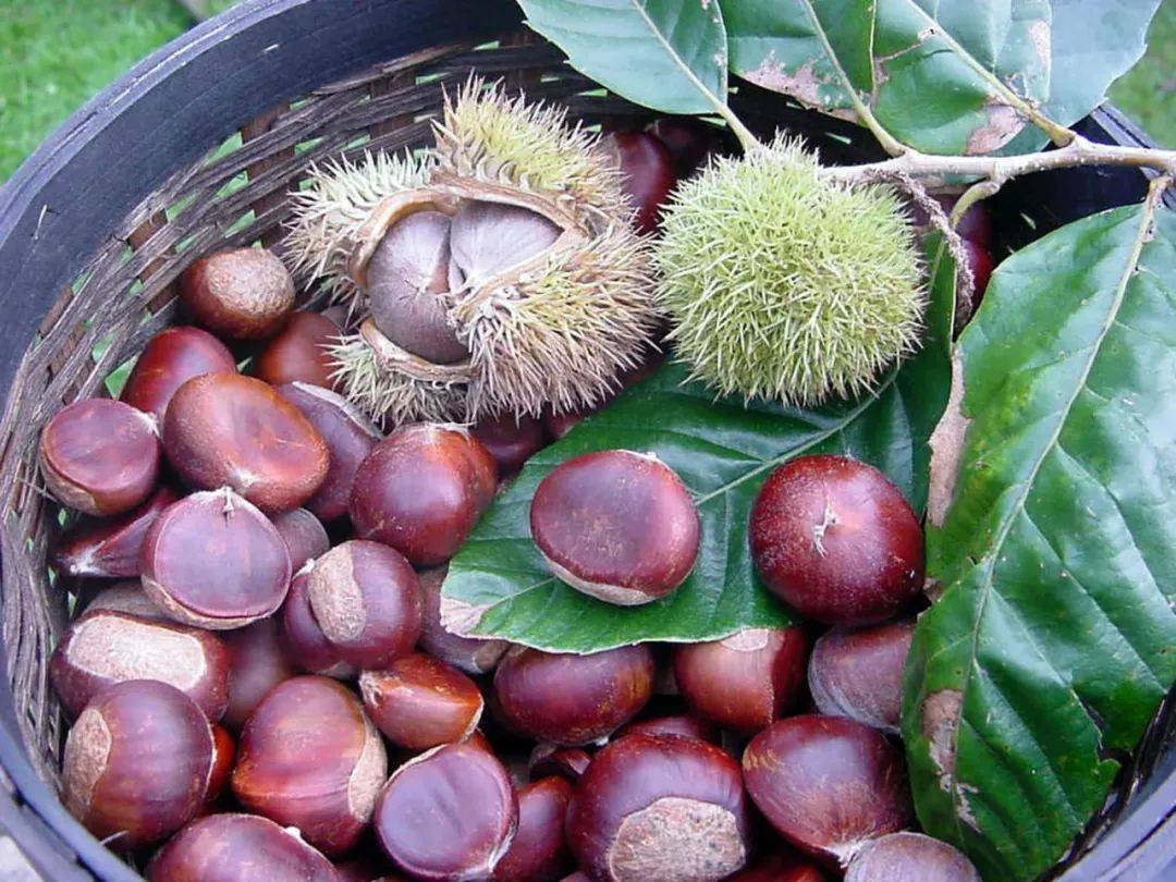 Chestnuts in British autumn