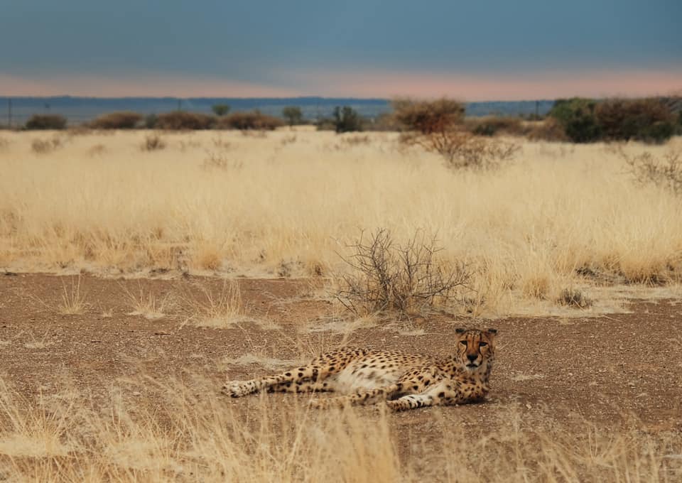 safari Namibia