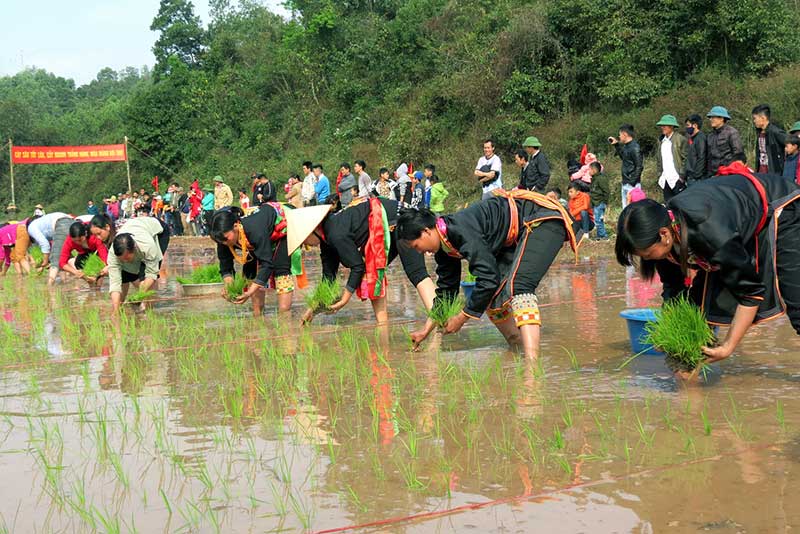 The Long Tong festival of the Tay ethnic group