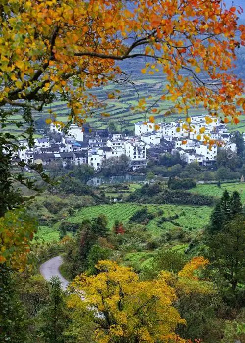 Autumn in Wuyuan Jiangling (江岭的秋)