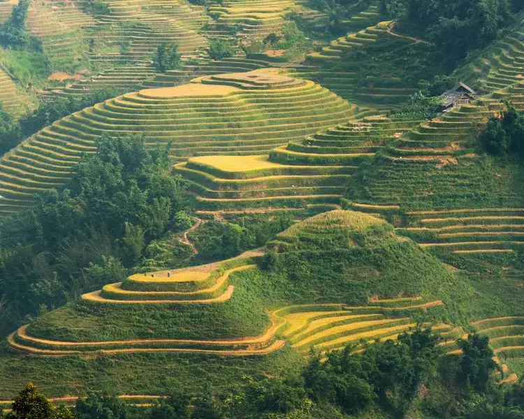 Bac Ha rice terraces in Lien village